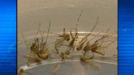 Mosquitoes