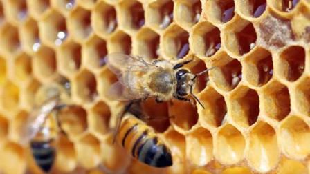 In this photo taken Sept. 23, 2010, honey bees on a comb at the North Carolina Arboretum in Raleigh, N.C. (AP Photo/Jim R. Bounds)