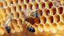 In this photo taken Sept. 23, 2010, honey bees on a comb at the North Carolina Arboretum in Raleigh, N.C. (AP Photo/Jim R. Bounds)