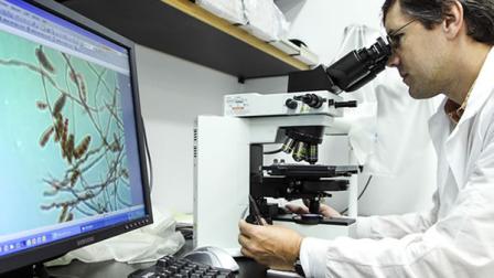 Shawn Lockhart looks at the meningitis-causing fungus at a CDCc lab