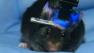 Stanford researchers develop tool for reading the minds of mice