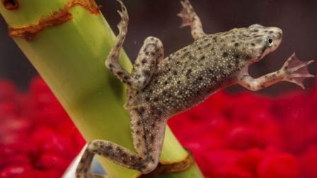 An African dwarf tree frog.