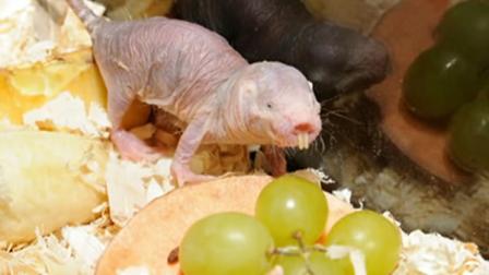 naked mole rat