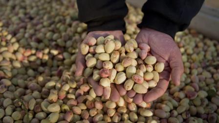 In this Sept. 22, 2010 photo, AgriWorld ranch manager Chris Wylie gathers a handful of Kerman pistachios at the AgriWorld farm in Madera, Calif. California farmers may be the big beneficiaries of a U.S. ban on Iranian pistachios