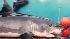 great white shark, Expedition Week, Nat Geo, National Geographic Channel, Expedition Great White