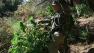 The Campaign Against Marijuana Planting destroyed more than 4 million pot plants across the state this year, many in the Mendocino National Forest.