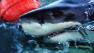 great whike shark -- junior