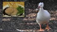 A duck and a plate of foie gras