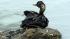 Exclusive audio recordings from Cosco Busan... :: Oiled grebe from Cosco Busan incident in 2007.