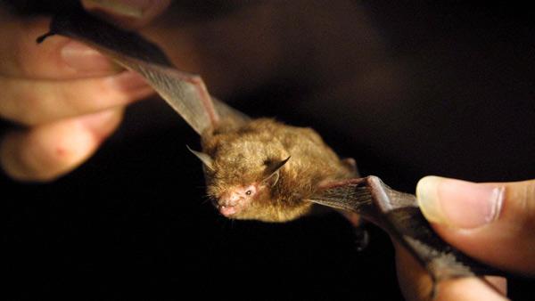bat