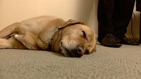 Dog tired