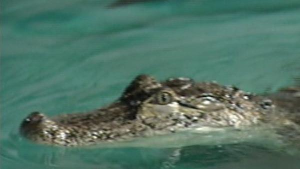 Nimitz the alligator
