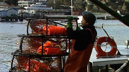 dungeness crab season, starts, underway, crabbing, fisherman, pier 45, central coast
