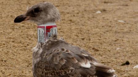The birds have been spotted at Fishermans Wharf, Alcatraz and Half Moon Bay.