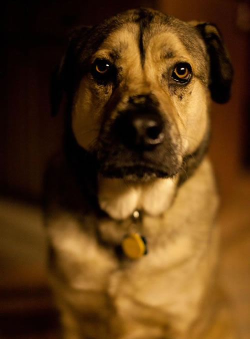 Buddha
