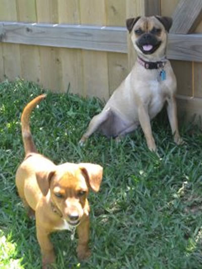 Ruby and Dixie