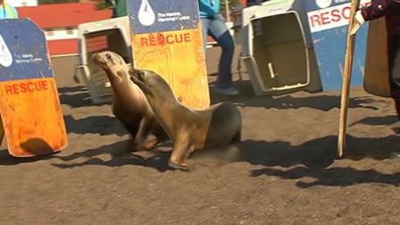 Staff members and volunteers at the Marine Mammal Center helped return three California sea lions to the Pacific.