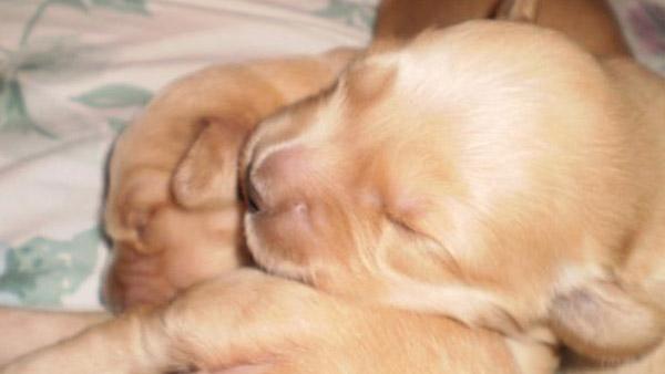 Golden Girl - 1 week - runt of the litter. You can't stuff a great life into a small dream.    H. Jackson Brown Jr. (Sent in via uReport)