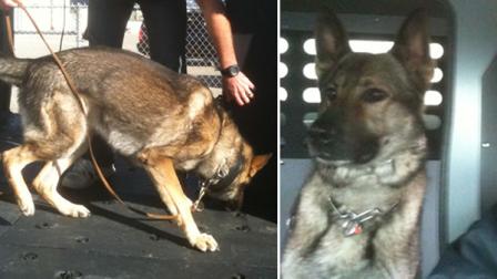 Five-year-old Ivo is a 72-pound German shepherd that went missing from his Roseville home Wednesday night.