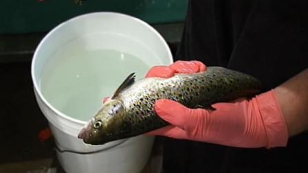 genetically-engineered salmon some call frankenfish