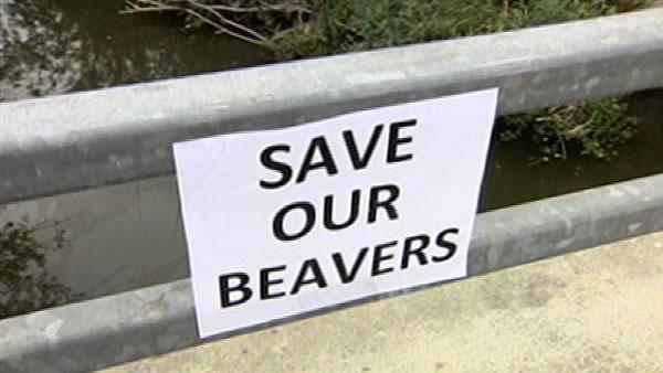Beavers