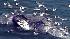 Dead whale discovered in San Francisco Bay :: Dead whale discovered in San Francisco Bay