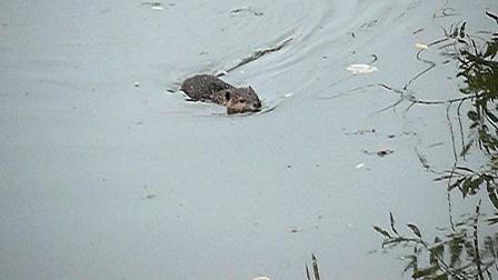 New beaver kits spotted along Alhambra Creek
