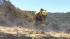Grass fire near Mt. Diablo
