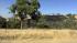 Grass fire near Mt. Diablo