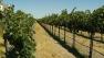 Grape growers in the Livermore Valley are excited about the pending harvest.