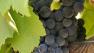 Grape growers in the Livermore Valley are excited about the pending harvest.