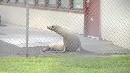 Disoriented sea lion found wandering streets