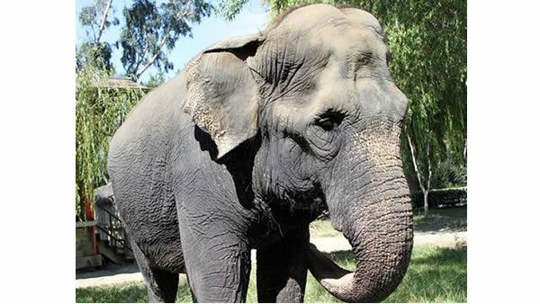 Taj, Six Flags Discovery Kingdom