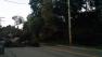 Tree down in East Bay