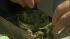 Marijuana is seen in a container at the Cannabis...