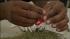 A man rolls a joint during a contest at the...