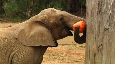 Oakland Zoo elephant
