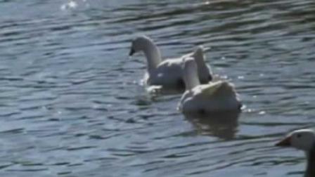 Concord ducks, geese being shot