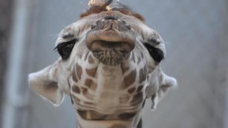 Oakland Zoos baby giraffe to make debut