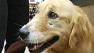 California girl to receive free Canine Assistant
