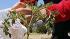 UC Berkeley files suit against Gill Tract... :: UC Berkeley files suit against Gill Tract occupiers