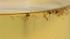 Mosquito larvae