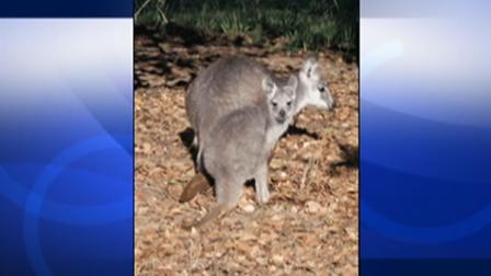 Bogut the wallaroo is a joey who just left his mothers pouch. Hes the latest addition to the Oakland Zoos Wild Australia exhibit.