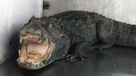 Sheriffs office finds live gator guarding pot stash