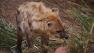Three spotted hyenas moved into their new home at the Oakland Zoo this week.