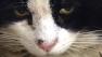 KFC the arrow cat
