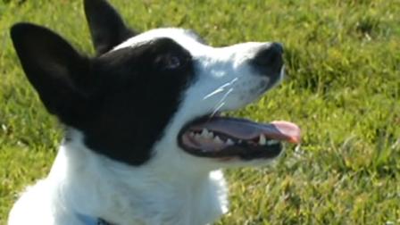 Dublin using dogs to scare away geese from park