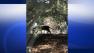 Mountain lion sighting reported in San Ramon