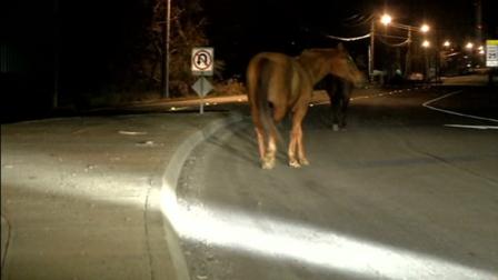 Horses block off-ramp in Contra Costa County.