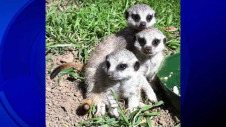 The Oakland zoo is welcoming three new pups to its meerkat exhibit.